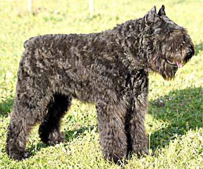 UNTHER © Elevage de bouviers des flandres du Clos de la Luette specialisé pour le bouvier des flandres Copyrigth depose